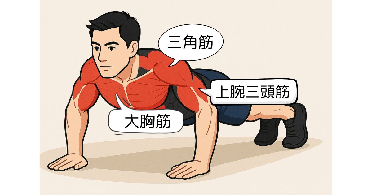 腕立て伏せで鍛えられる筋肉部位を示したイラスト。大胸筋・上腕三頭筋・三角筋が赤く強調されて表示されている。