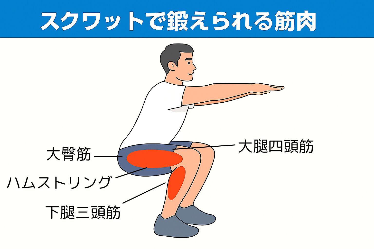 スクワットで鍛えられる筋肉部位を示した図解。大腿四頭筋・大臀筋・ハムストリング・下腿三頭筋が色分けされて表示されている